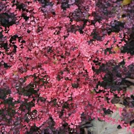Arbust Berberis Pink Queen