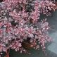 Arbust Berberis Pink Queen