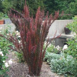 Arbust Berberis Red Pillar