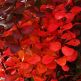 Arbust Berberis Red Pillar