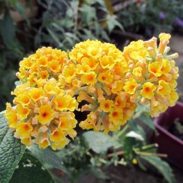 Liliac de vara galben Sungold