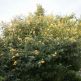 Liliac de vara galben Sungold