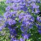 Caryopteris Grand Bleu (Barba Albastra)