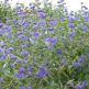 Caryopteris Heavenly Blue (Barba Albastra)