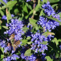 Caryopteris Kew Blue (Barba Albastra)