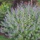 Caryopteris Kew Blue (Barba Albastra)