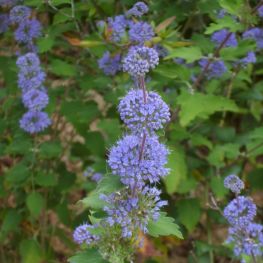 Barba Albastra Chinezeasca