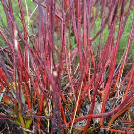 Arbust Cornus alba Kesselringii
