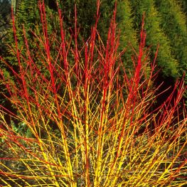 Arbust Cornus sanguinea Midwinter Fire