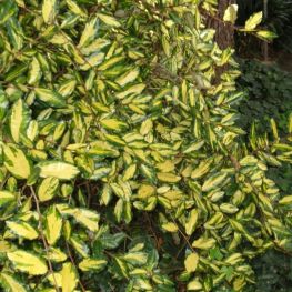 Maslin Rusesc Auriu Maculata