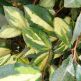 Maslin Rusesc Auriu Maculata