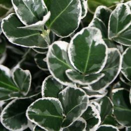 Euonymus japonicus Kathy