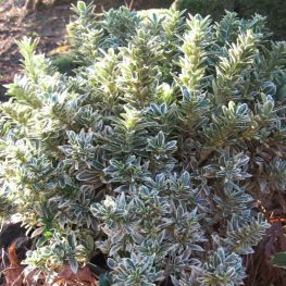 Euonymus japonicus Microphyllus Albovariegatus