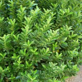 Euonymus japonicus Microphyllus