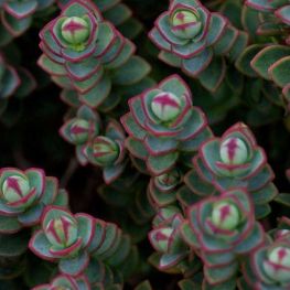 Arbust Hebe Red Edge