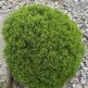 Hebe cupressioides