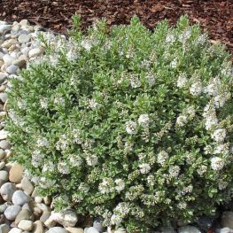 Hebe pinguifolia Sutherlandii