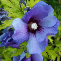 Hibiscus syriacus Oiseau Bleu