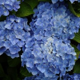 Hortensia Bodensee