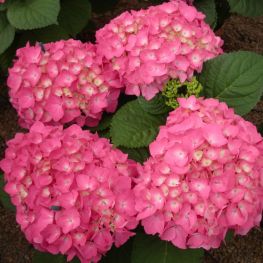 Hortensia Freudenstein