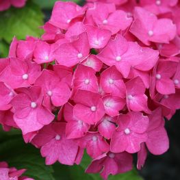 Hortensia Leuchtfeuer