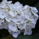 Hortensia Mme Emile Mouilière
