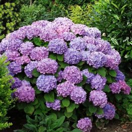 Hortensia Renate