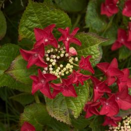 Hortensia Rotschwanz