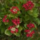 Hortensia Rotschwanz