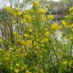 Arbust Kerria japonica Golden Guinea
