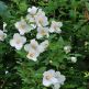 Iasomie Philadelphus Belle Etoile
