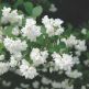 Iasomie Philadelphus Schneesturm
