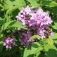 Liliac Chinezesc Saugeana