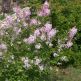 Liliac Syringa microphylla Superba