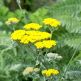 Achillea Moonshine