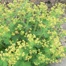 Cretisoara Robustica