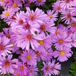 Aster (D) 'Anneke'
