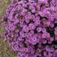 Aster (D) 'Anneke'