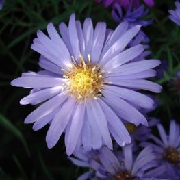 Aster (D) 'Lady in Blue'