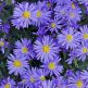 Aster (D) 'Lady in Blue'