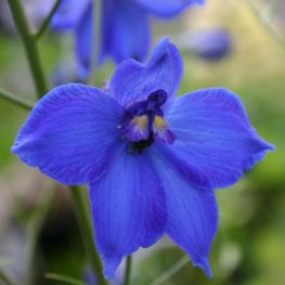 Delphinium Belladonna Atlantis