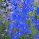Delphinium Belladonna Atlantis