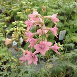 Delphinium Pink Sensation