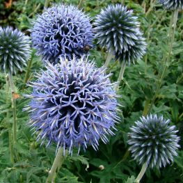 Echinops Veitch's Blue (Ciulin Albastru)