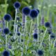 Echinops Veitch's Blue (Ciulin Albastru)