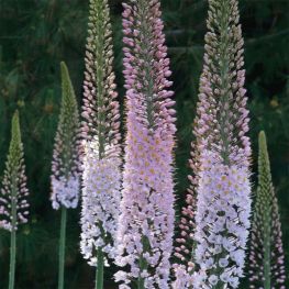 Eremurus robustus