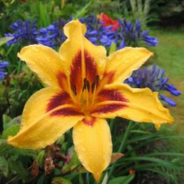 Crin Hemerocallis Bonanza