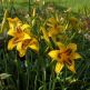 Crin Hemerocallis Bonanza
