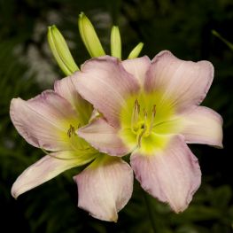 Crin Hemerocallis Catherine Woodbury