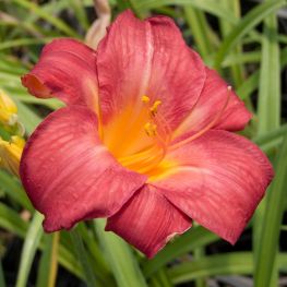 Crin Hemerocallis Cherry Cheeks